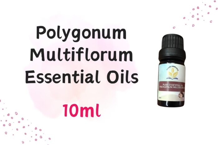 Polygonummultiflorumjpg  Threeleaf Health  Wellness Club    ThreeLeaf Health  Wellness Club