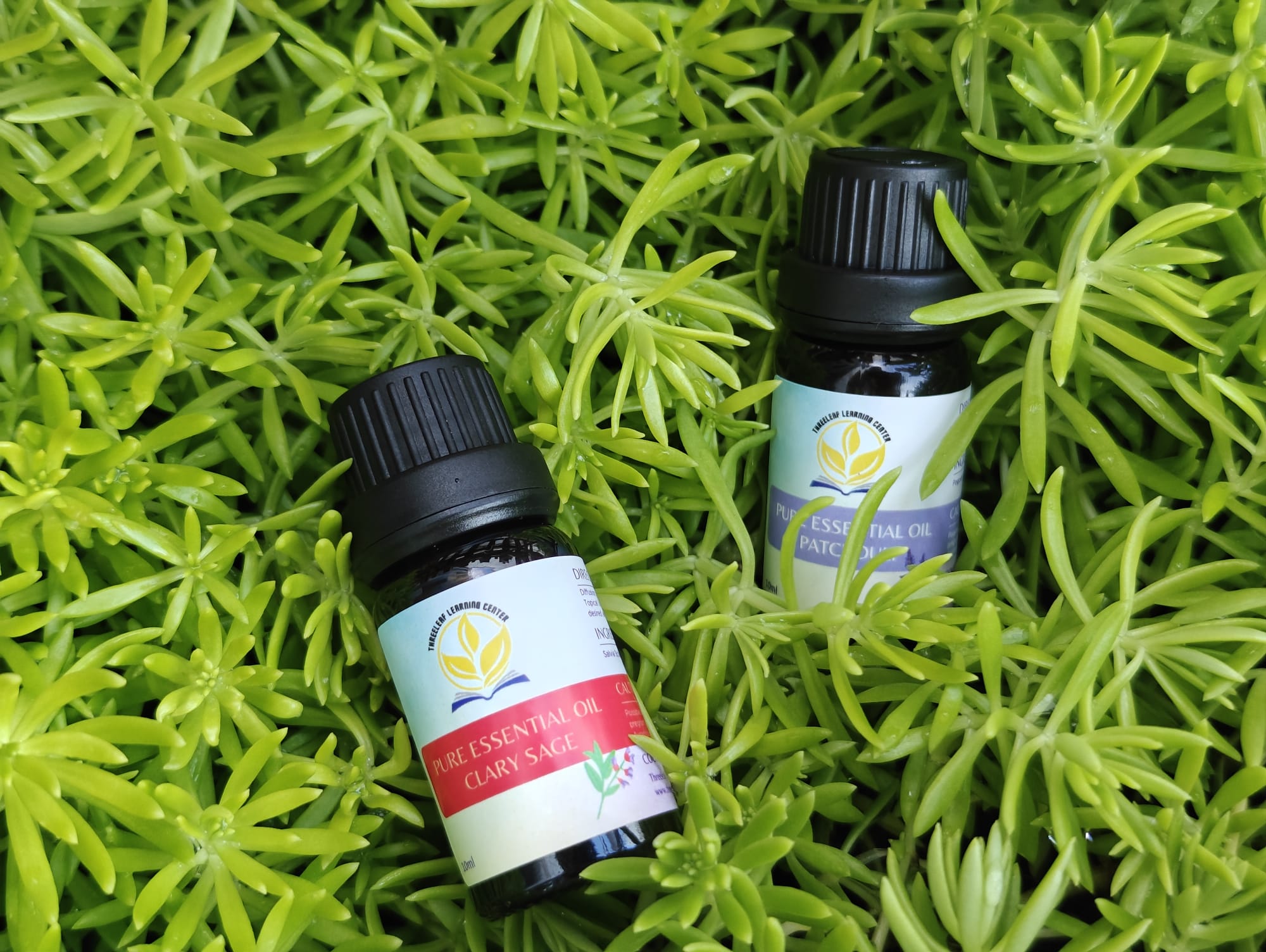 Aromatherapy Essential Oils Singapore ThreeLeaf Health  Wellness Club  