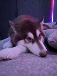 ThreeLeaf Health  Wellness Club