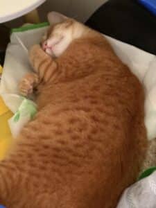 ThreeLeaf Health  Wellness Club