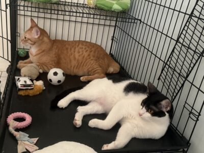 ThreeLeaf Health  Wellness Club