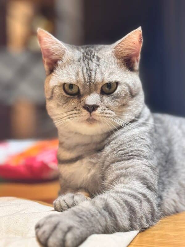 ThreeLeaf Health  Wellness Club