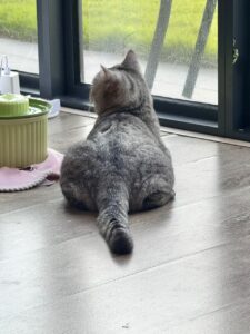 ThreeLeaf Health  Wellness Club