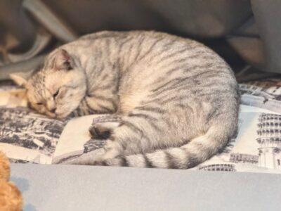 ThreeLeaf Health  Wellness Club