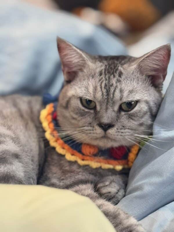 ThreeLeaf Health  Wellness Club