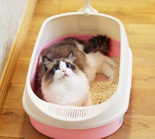 ThreeLeaf Health  Wellness Club