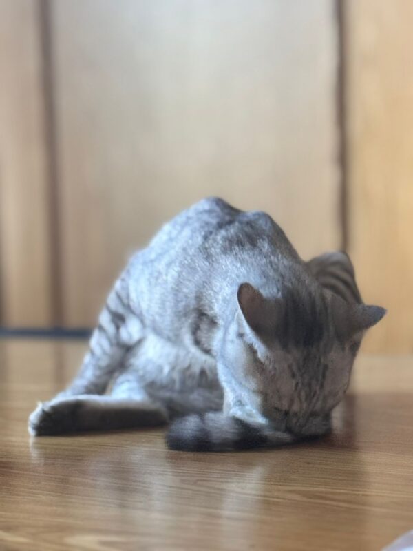 ThreeLeaf Health  Wellness Club