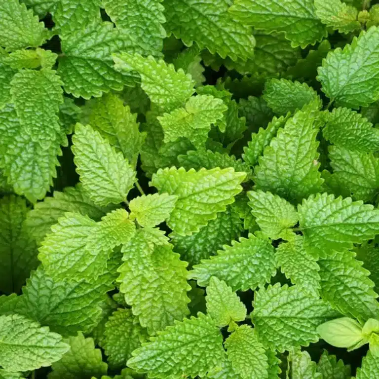 Lemon Balm (Melissa officinalis): The Calming Herb Loved for Centuries