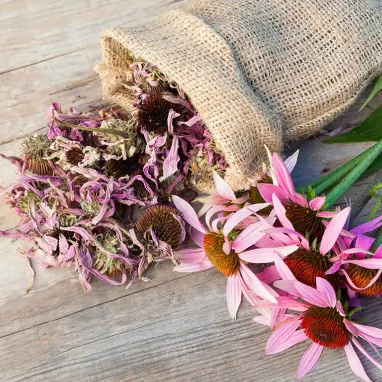 Echinacea Benefits: Discover the Traditional Herb for Wellness